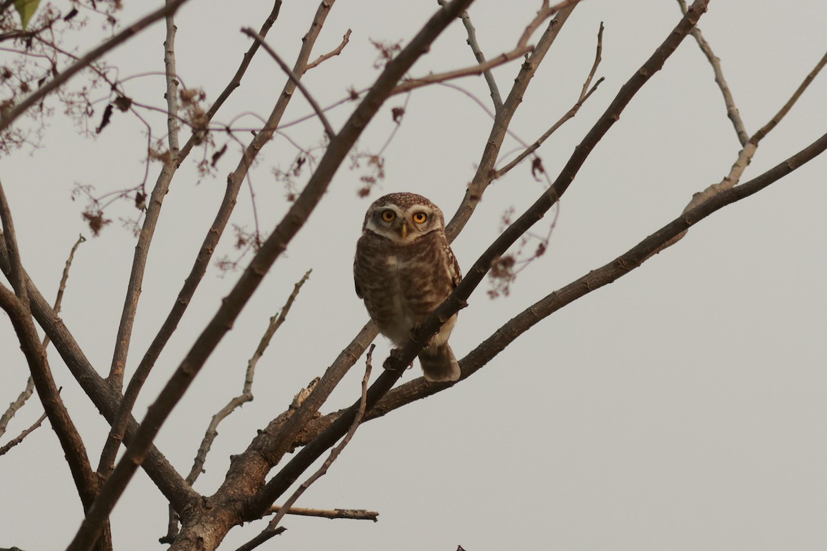 Spotted Owlet - ML614689480