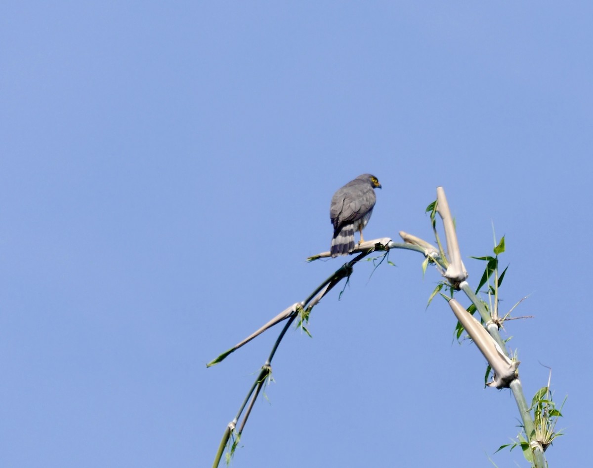 Wegebussard [magnirostris-Gruppe] - ML614689481