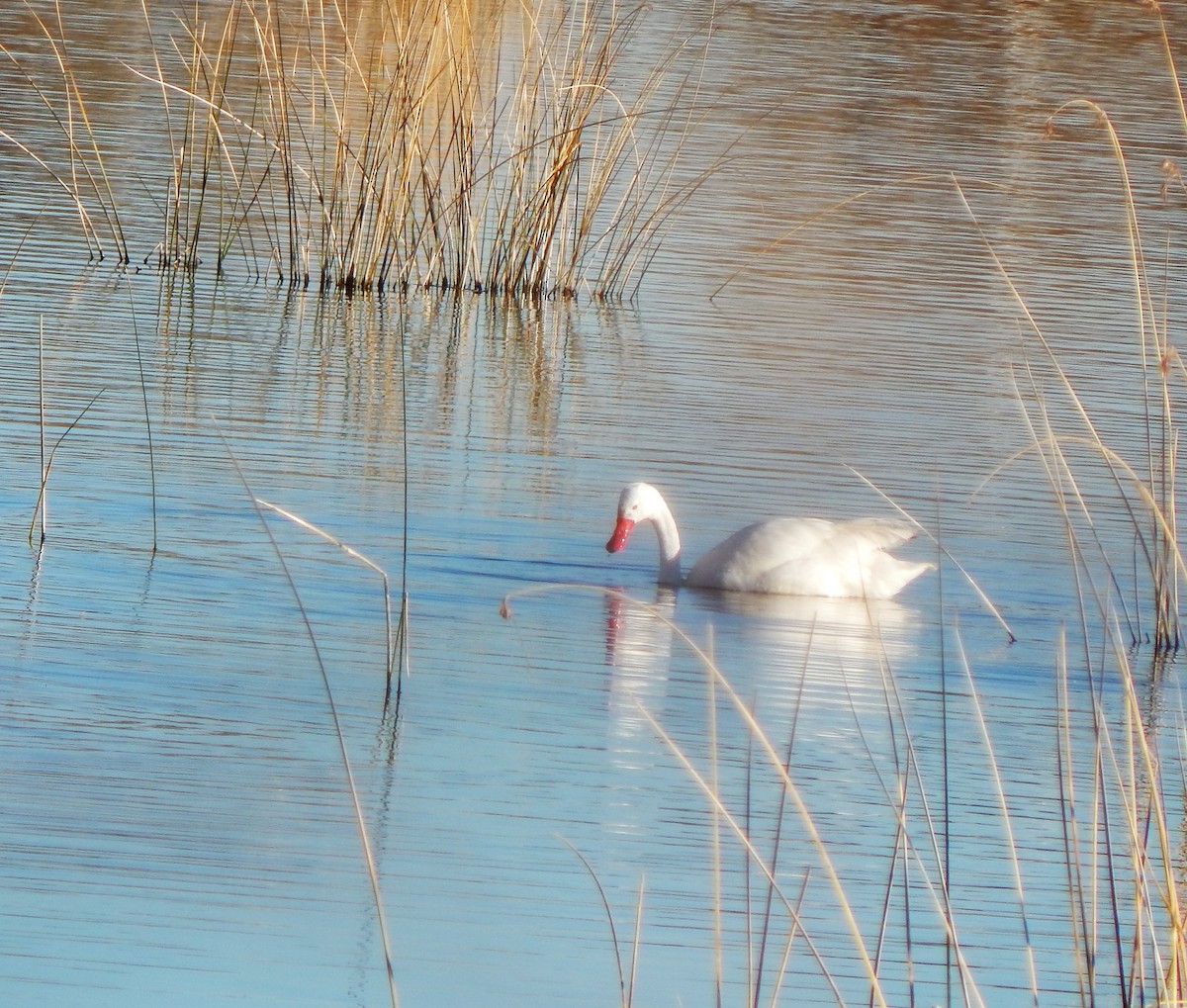 Coscoroba Swan - ML614689499