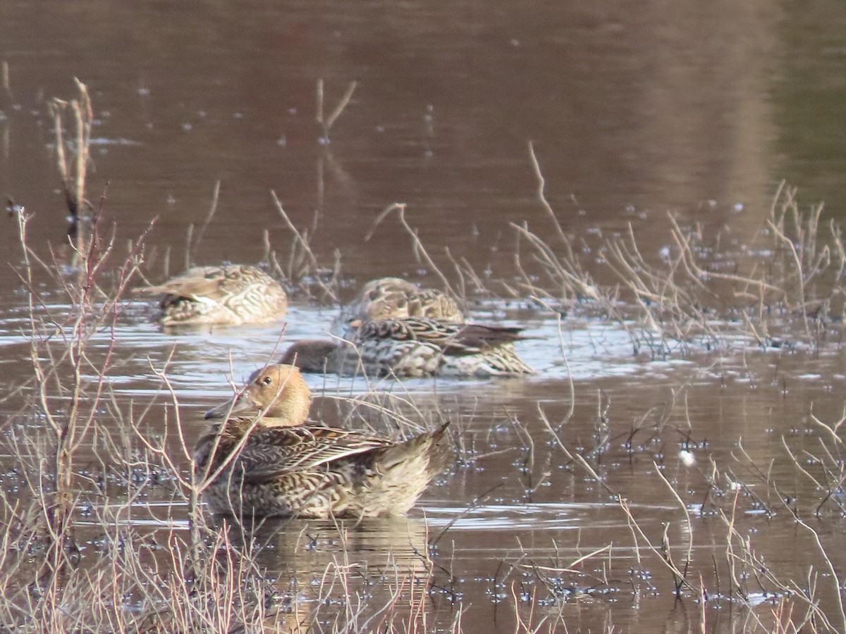 Northern Pintail - ML614689523