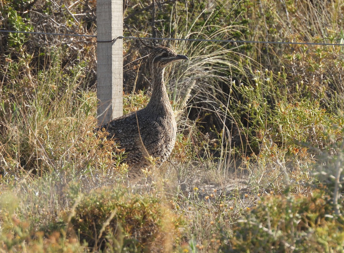 Elegant Crested-Tinamou - Maria Lujan Solis