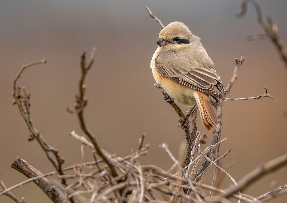 Isabelline Shrike - ML614689536