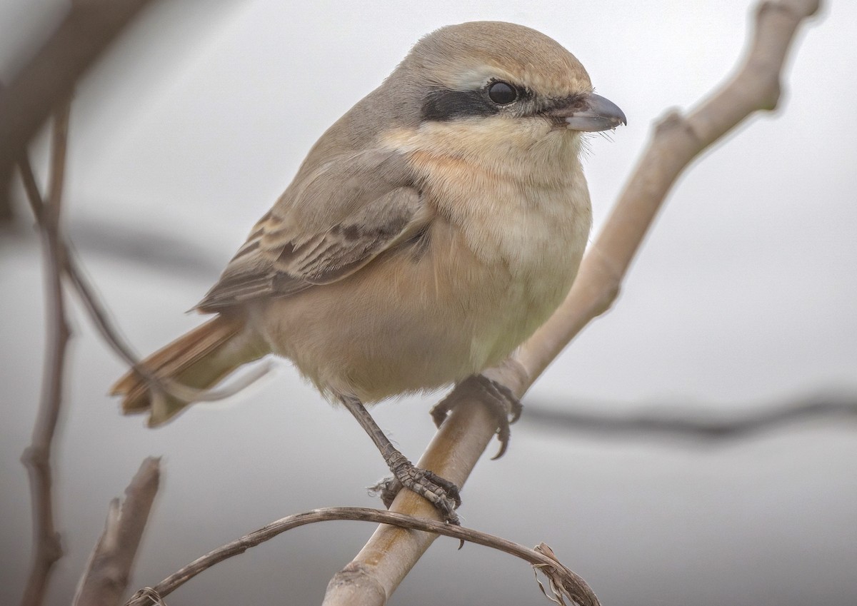 Isabelline Shrike - ML614689542