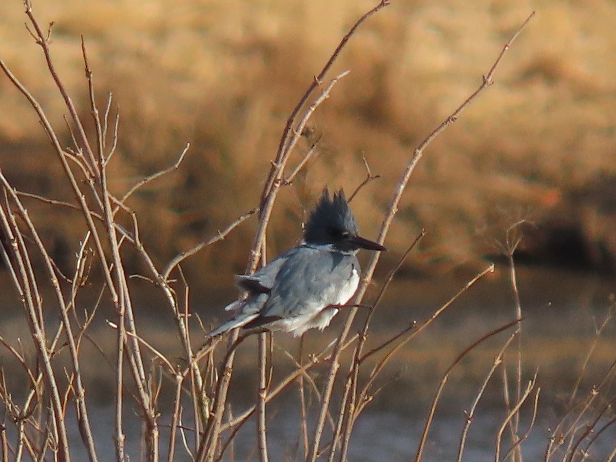 Belted Kingfisher - ML614689550