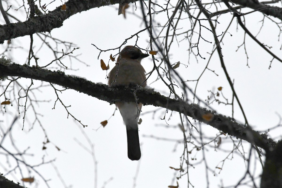 Eurasian Jay - ML614689597