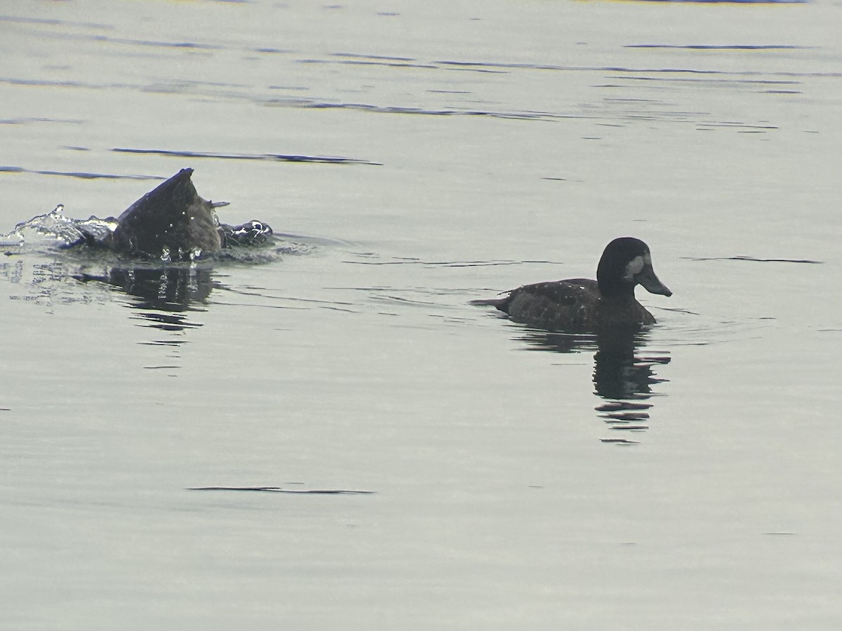 Greater Scaup - ML614689598