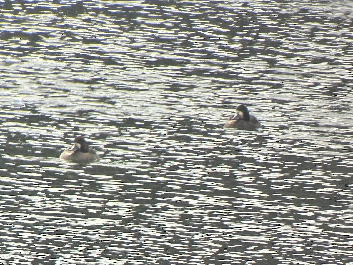 Greater Scaup - ML614689599