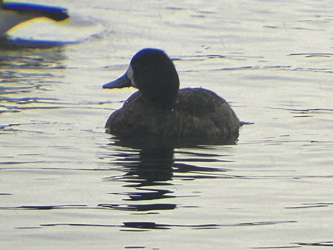 Greater Scaup - ML614689600