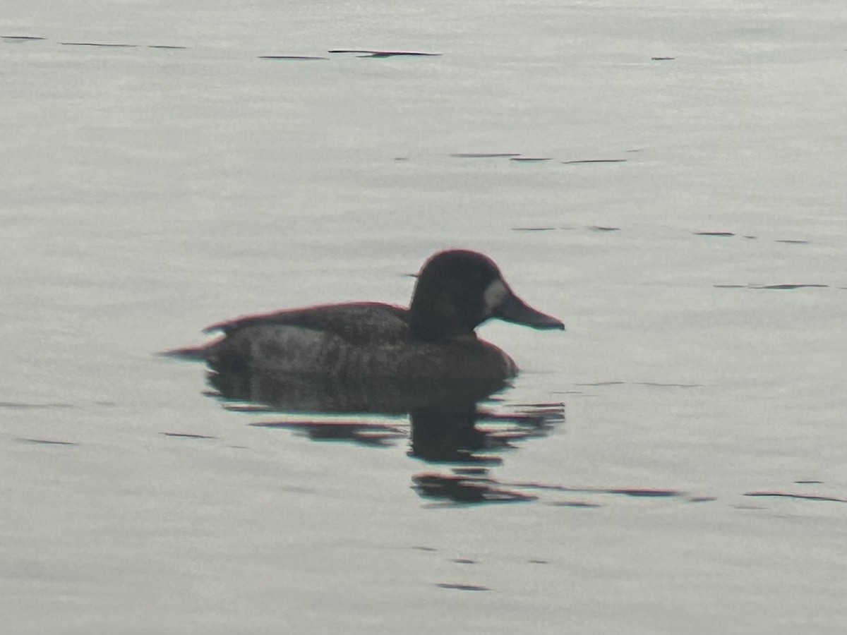 Greater Scaup - ML614689601