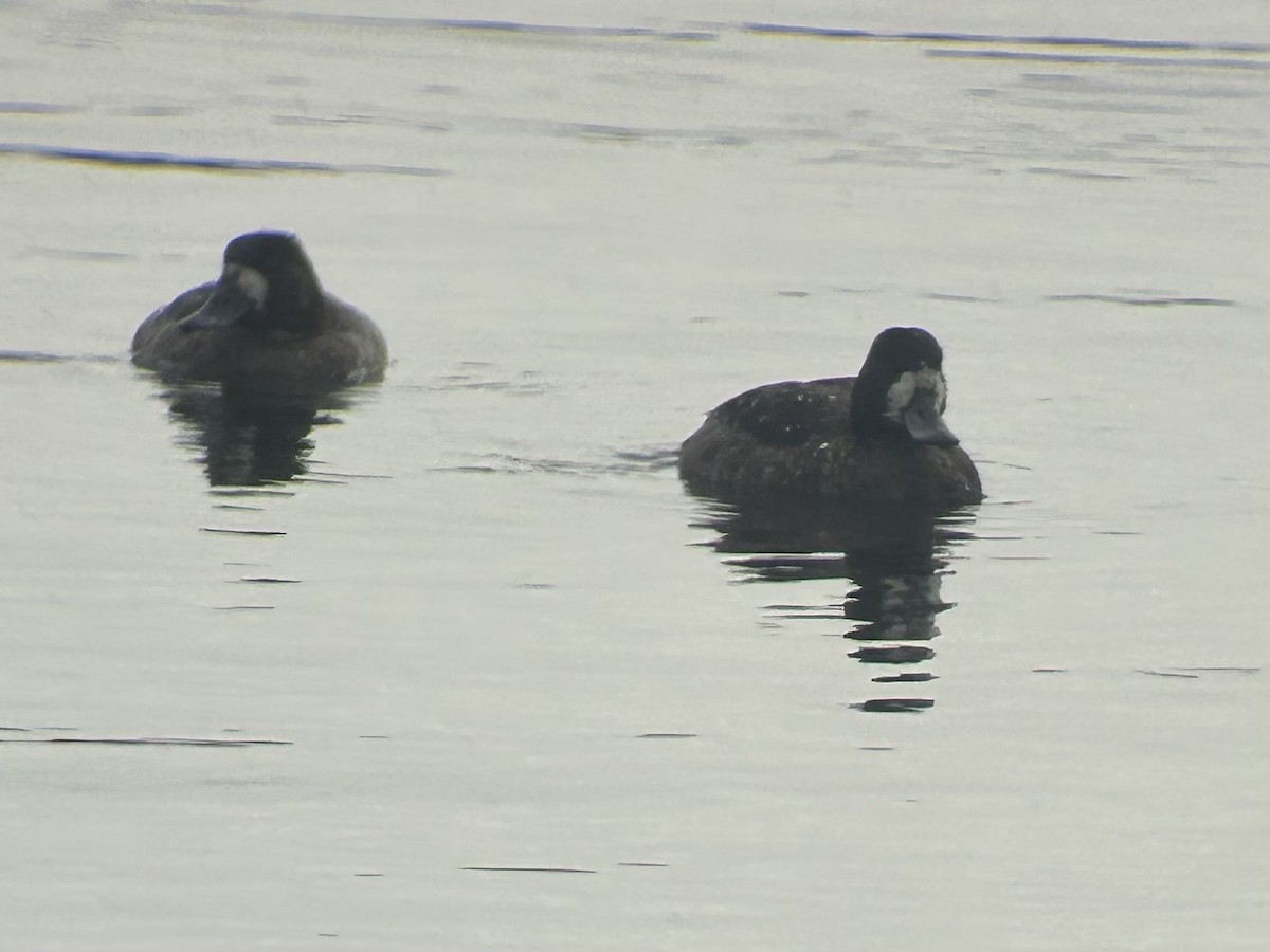 Greater Scaup - ML614689603
