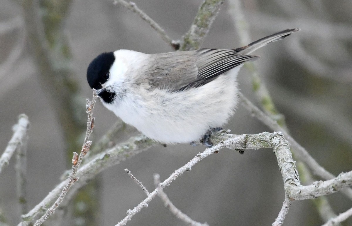 Marsh Tit - Oksana Suvorova