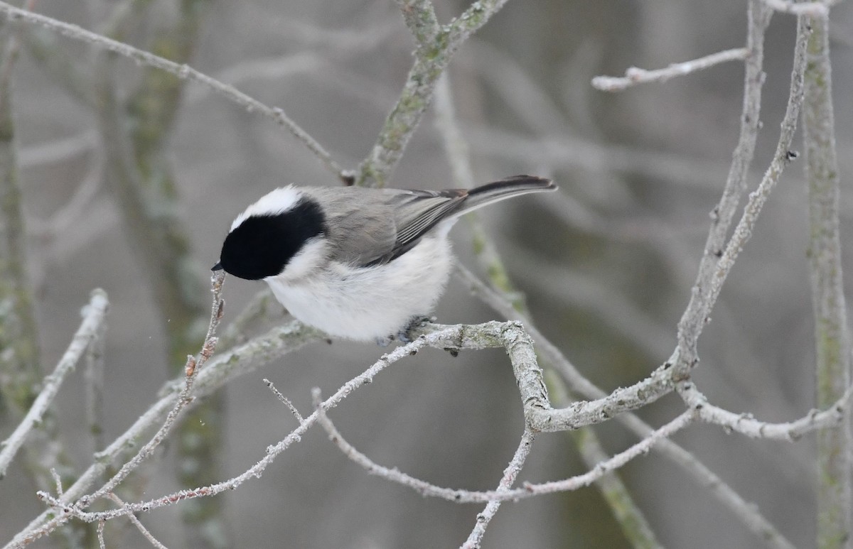 Mésange nonnette - ML614689606