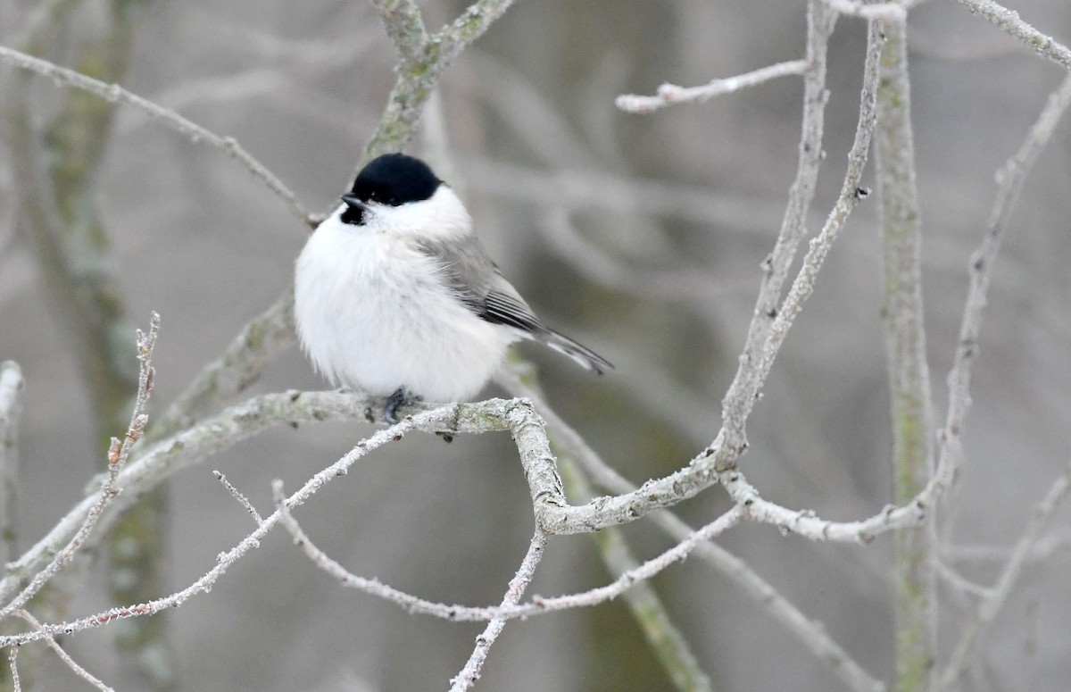 Marsh Tit - ML614689608