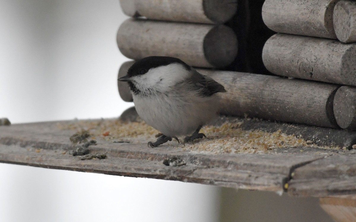 Willow Tit - ML614689611