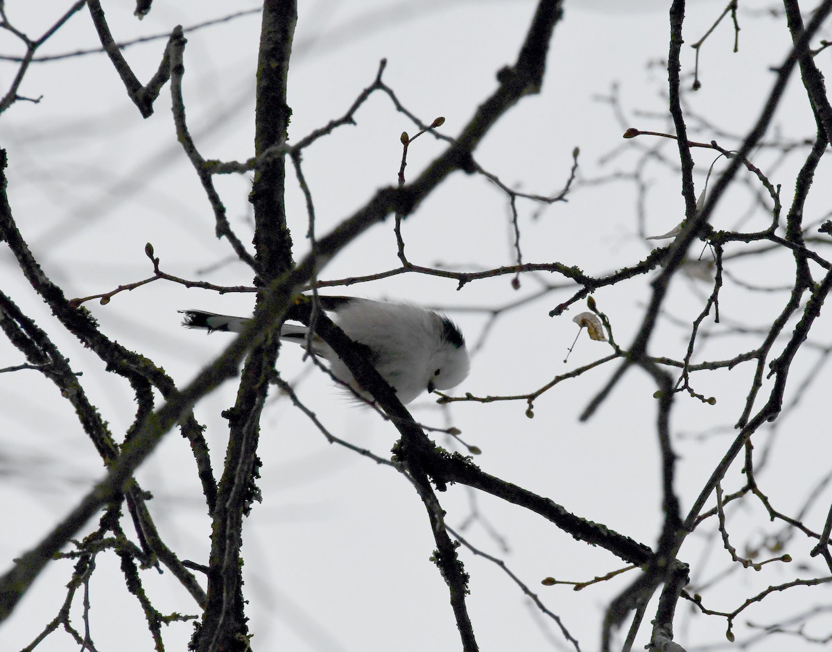 Long-tailed Tit - ML614689612