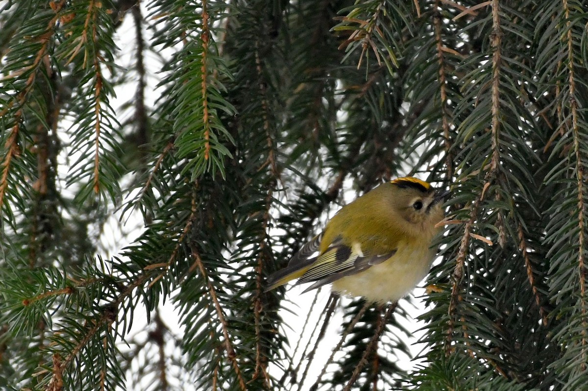 Goldcrest - ML614689617