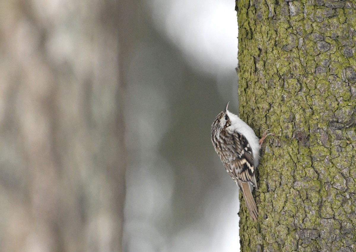 Eurasian Treecreeper - ML614689623