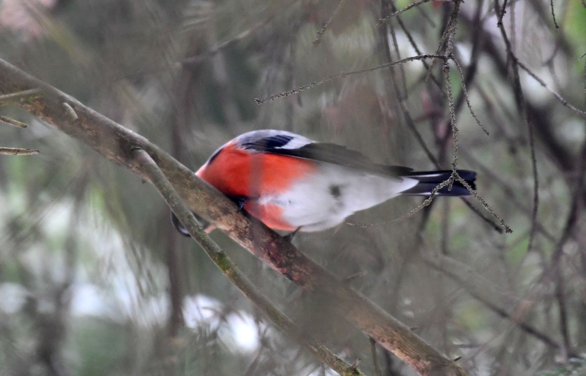 Eurasian Bullfinch - ML614689627