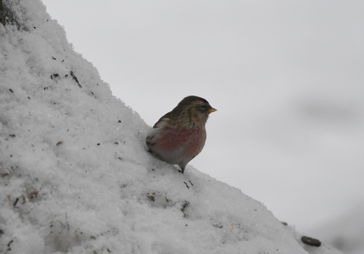 Common Redpoll - ML614689630