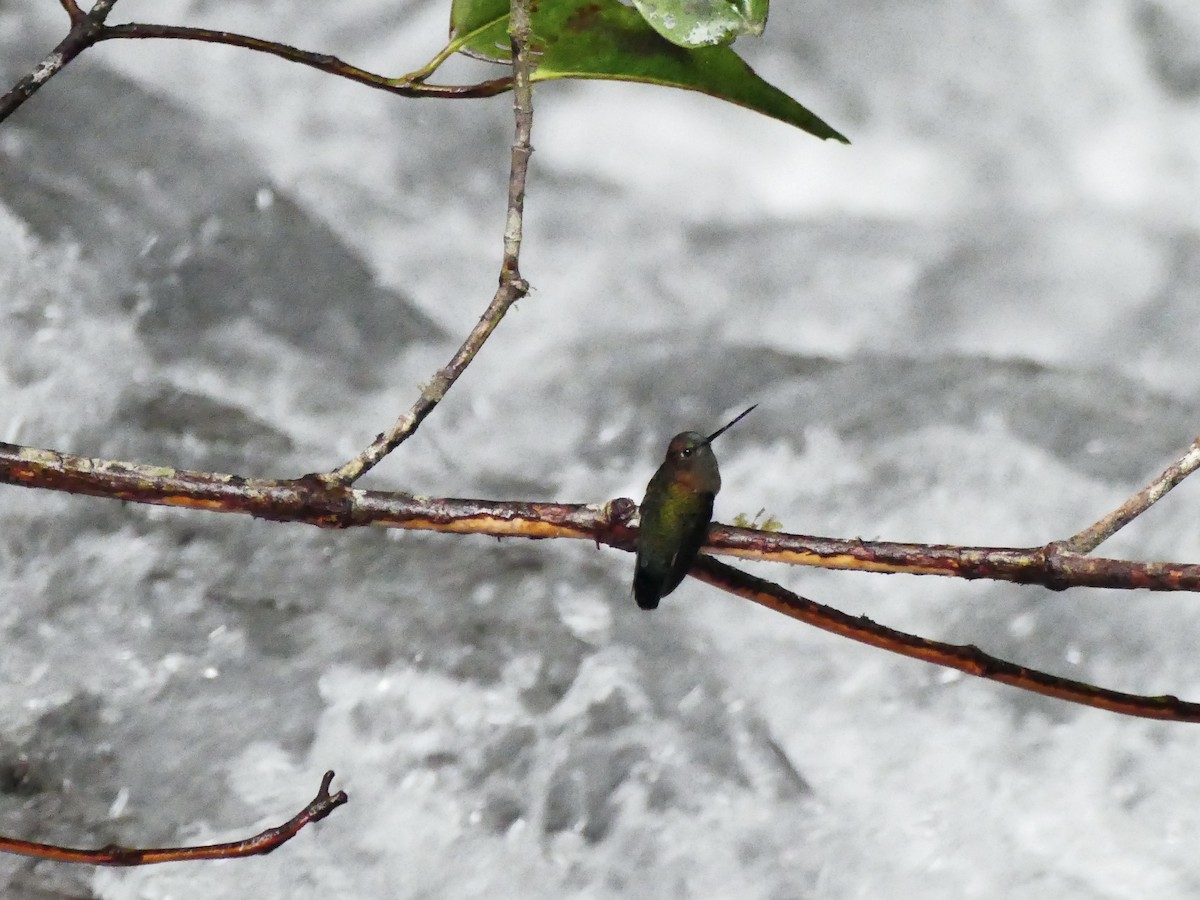 Blue-fronted Lancebill - ML614689650