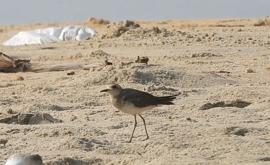 Caspian Plover - ML614689704