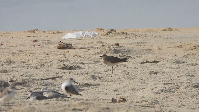 Caspian Plover - ML614689706