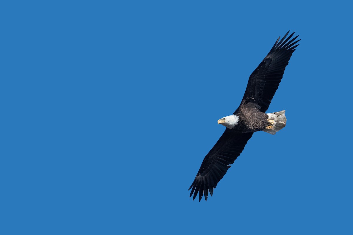 Bald Eagle - ML614689713