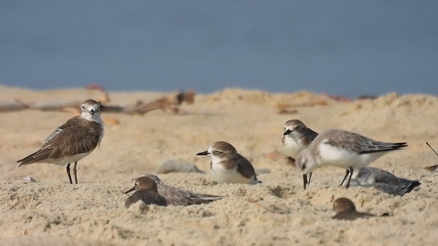 Tibetan Sand-Plover - ML614689725