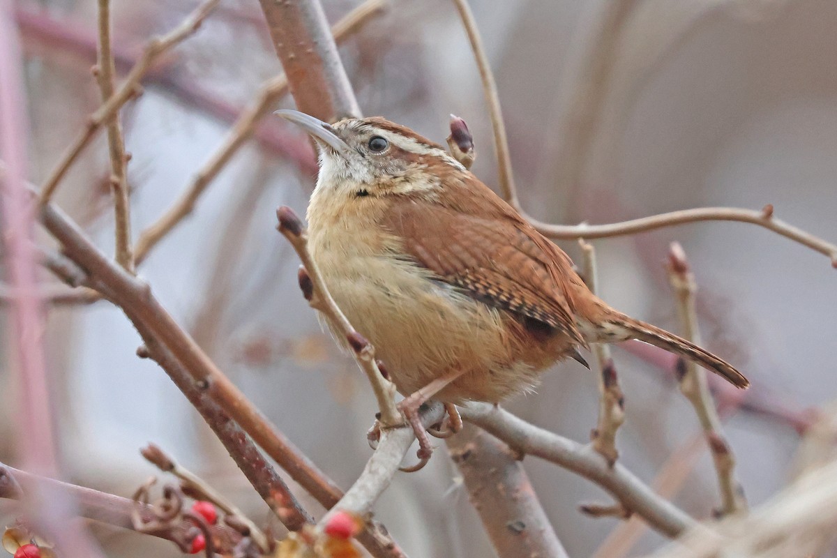 Carolina Wren - ML614689732