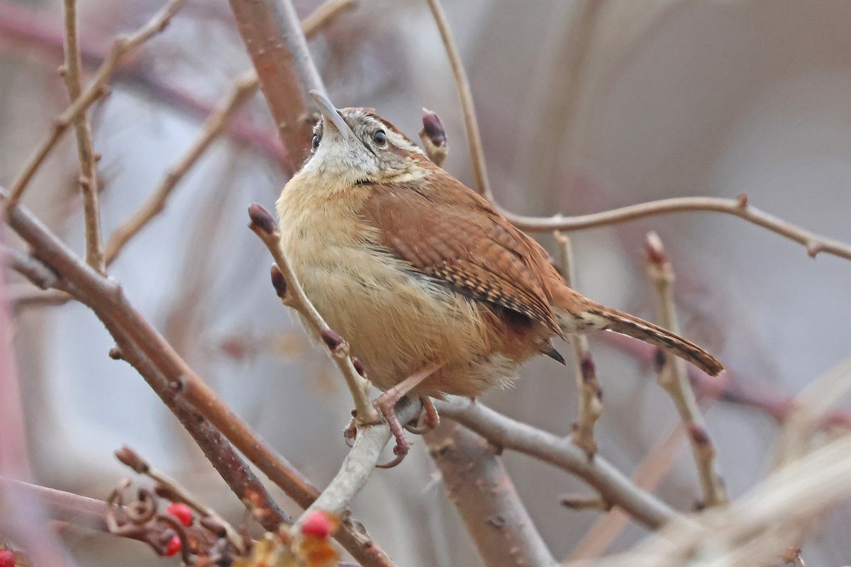 Carolina Wren - ML614689733