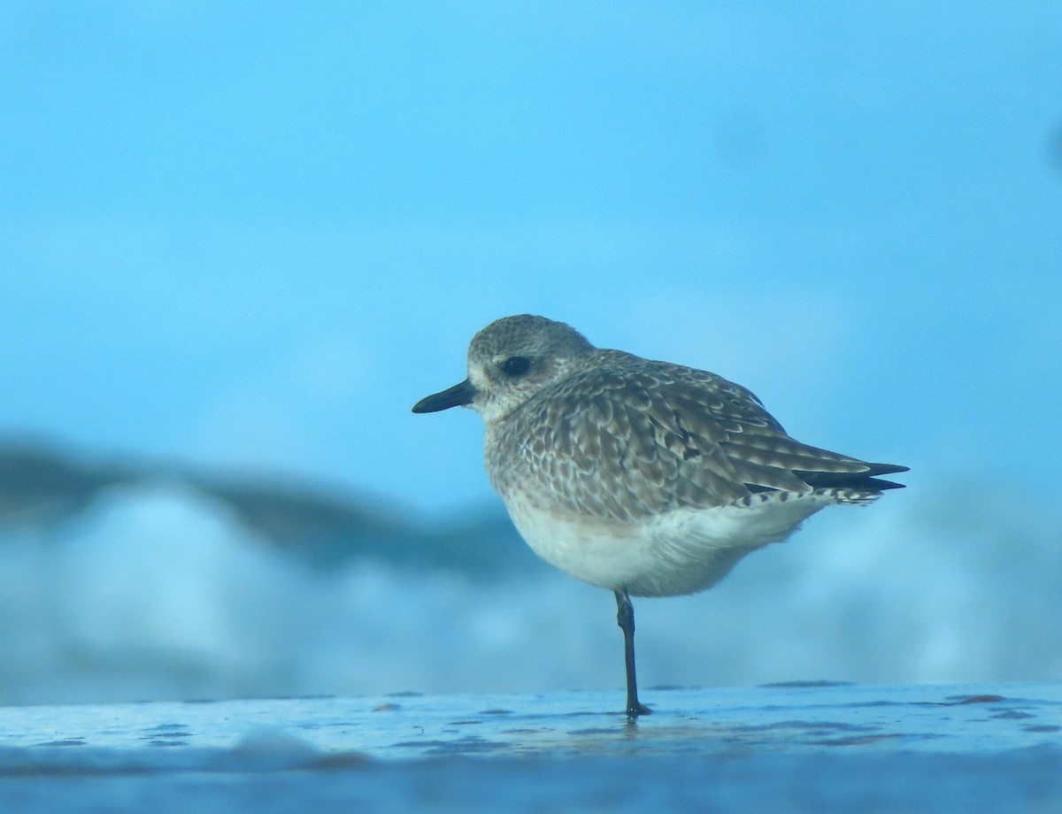 Black-bellied Plover - ML614689736