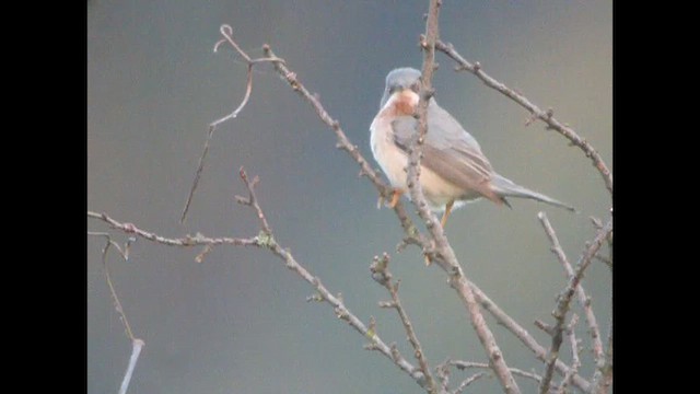 Eastern Subalpine Warbler - ML614689771