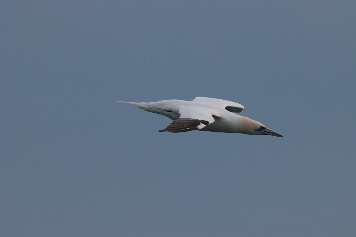 Northern Gannet - ML614689780