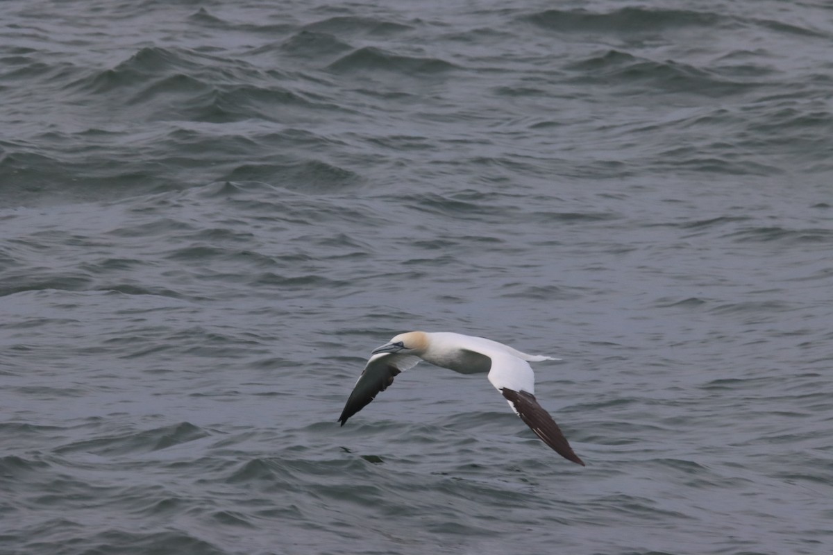 Northern Gannet - ML614689806