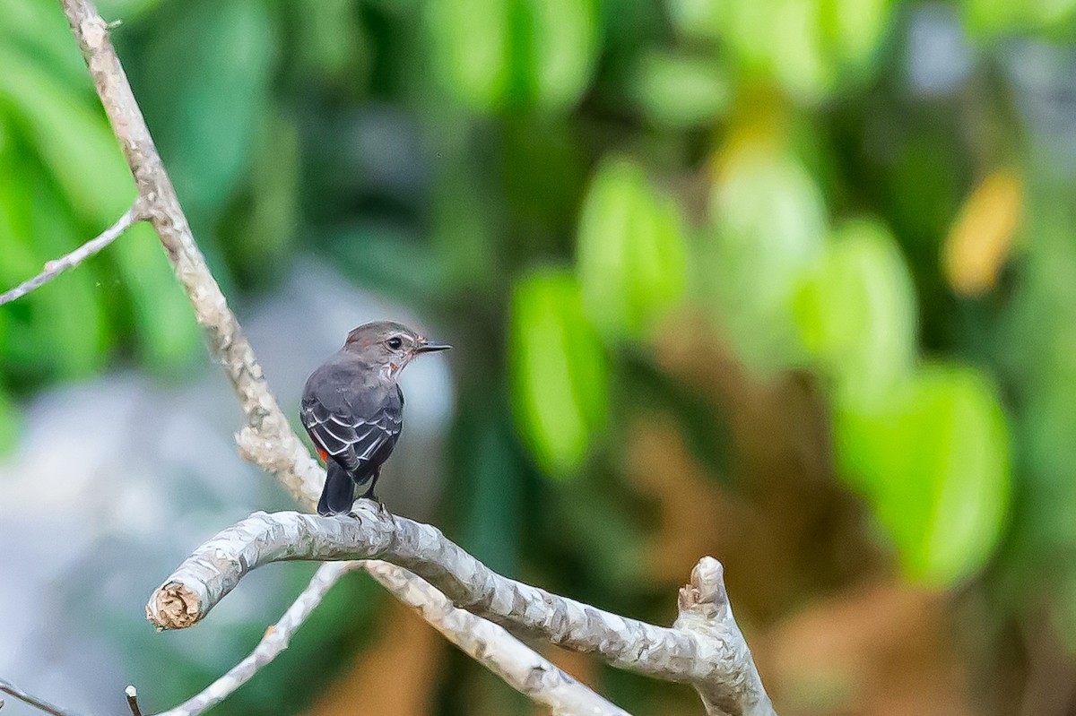 Vermilion Flycatcher (Austral) - ML614689852