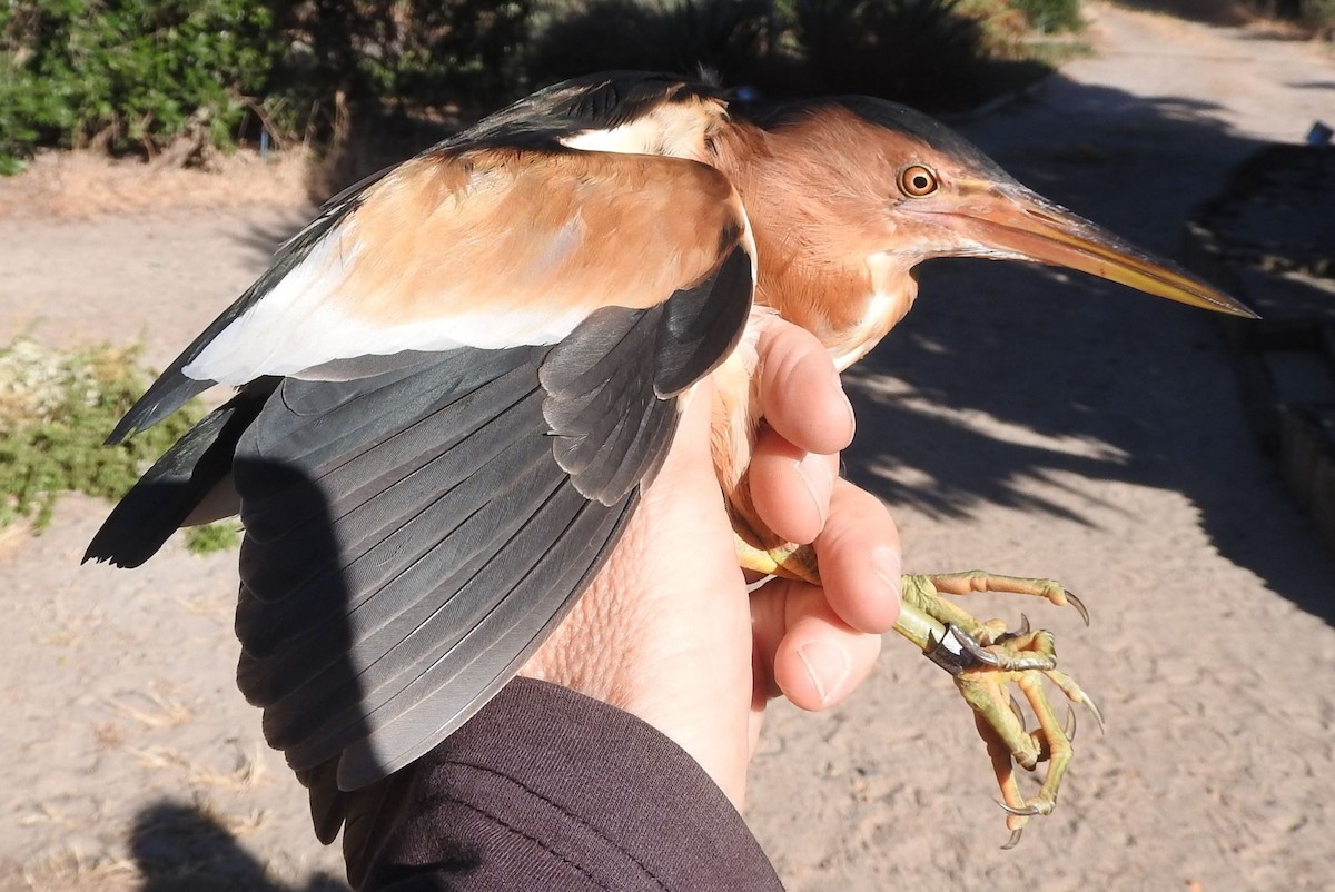 Little Bittern - ML614689879