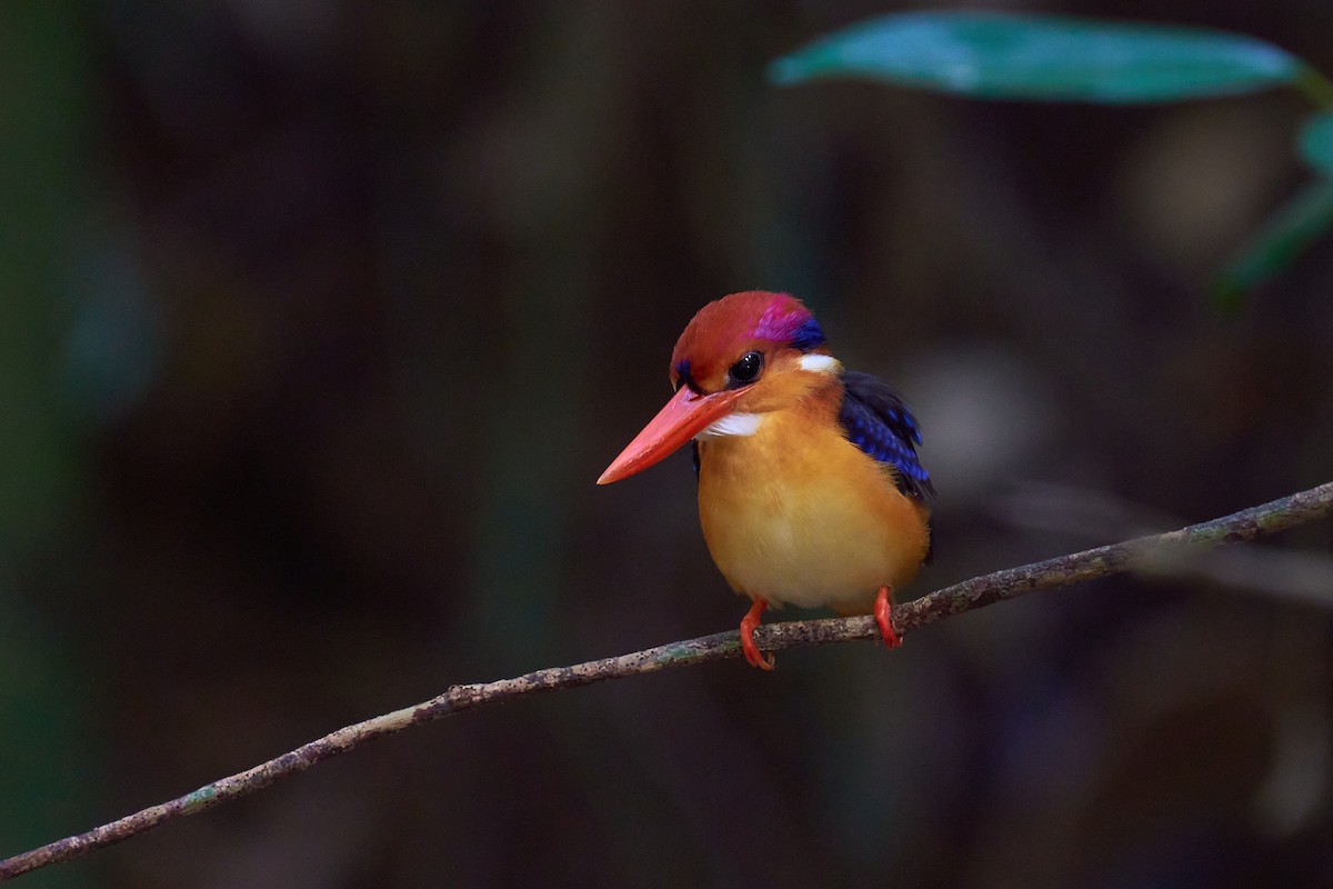 Black-backed Dwarf-Kingfisher - ML614689921