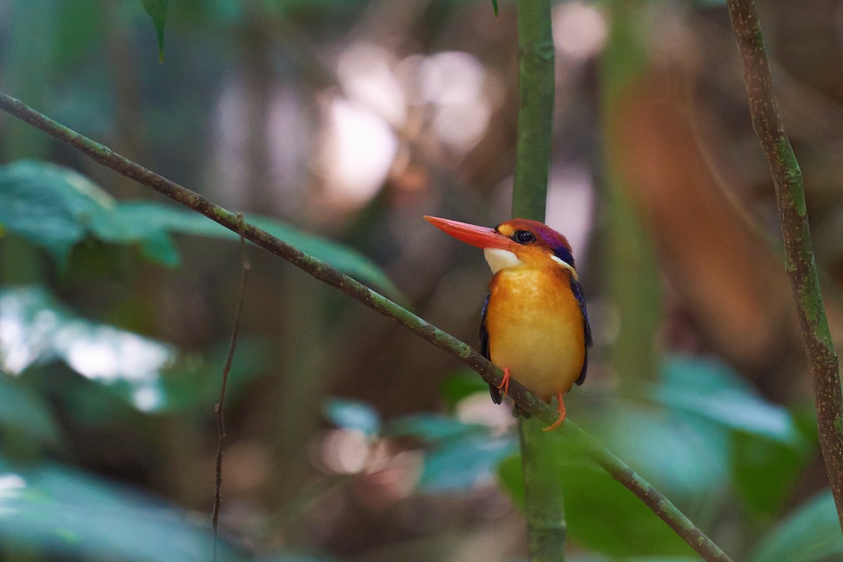 黑背三趾翠鳥 - ML614689924