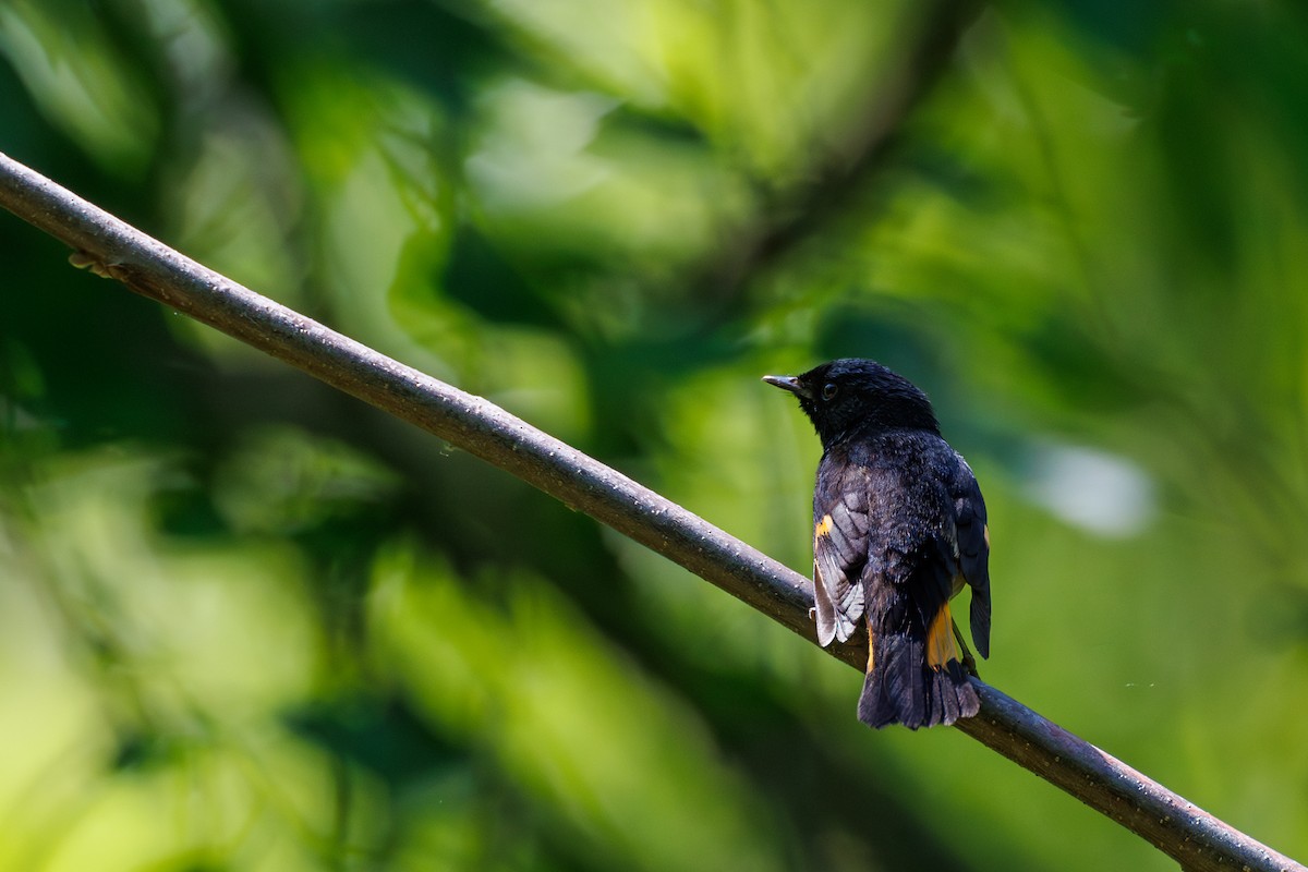 American Redstart - ML614690042