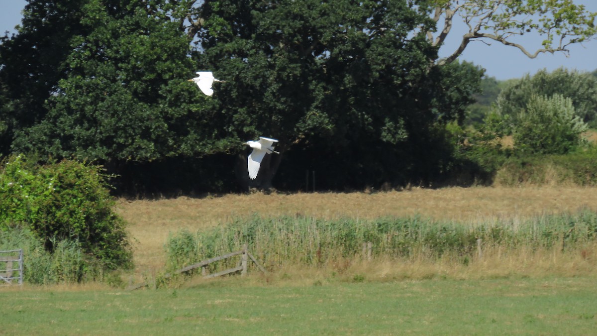 Western Cattle Egret - ML614690076