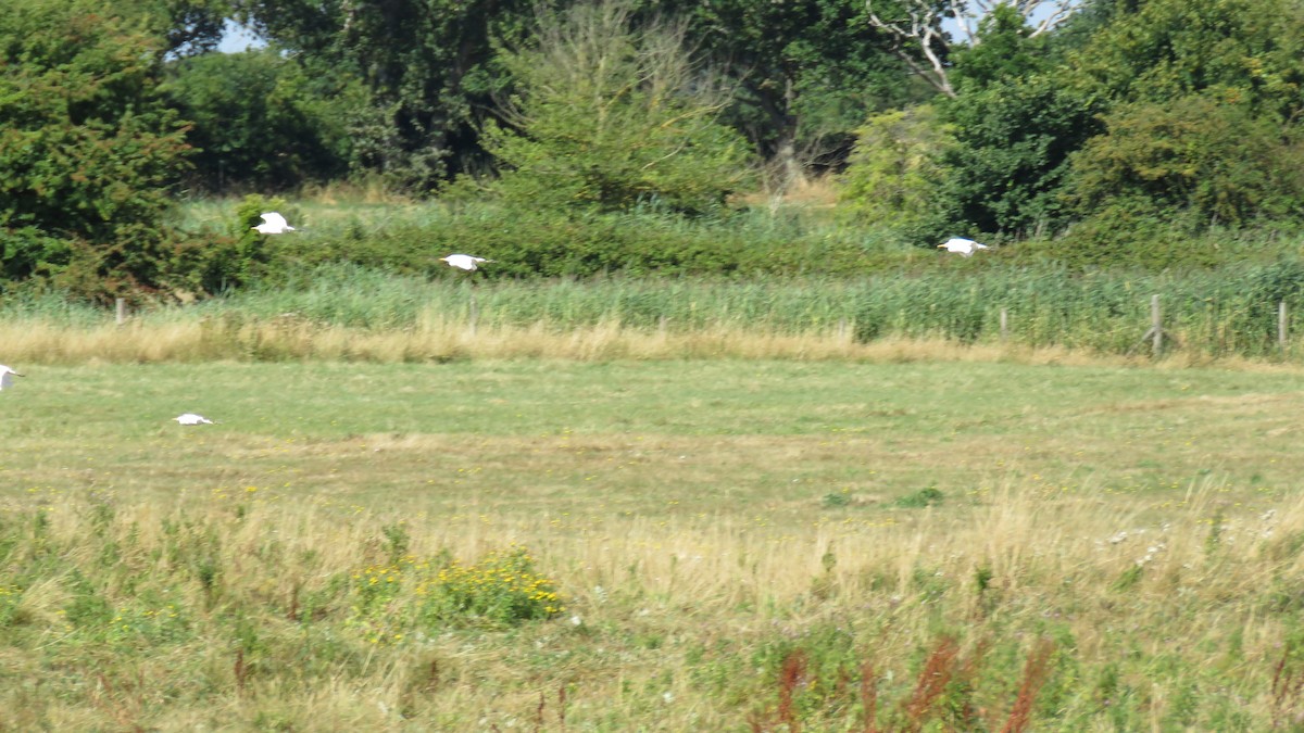 Western Cattle Egret - ML614690077