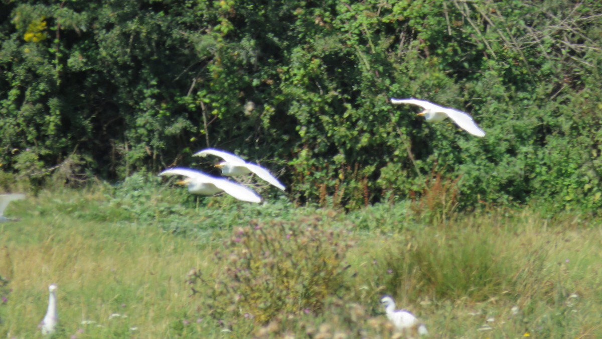 Western Cattle Egret - ML614690078