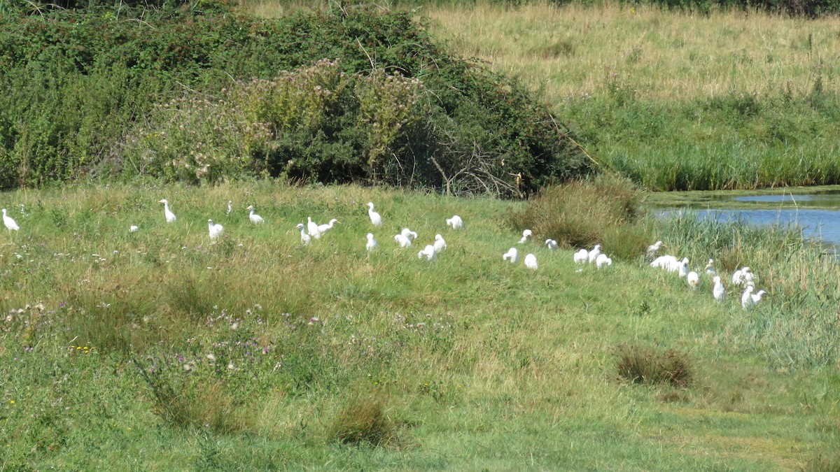 Western Cattle Egret - ML614690079