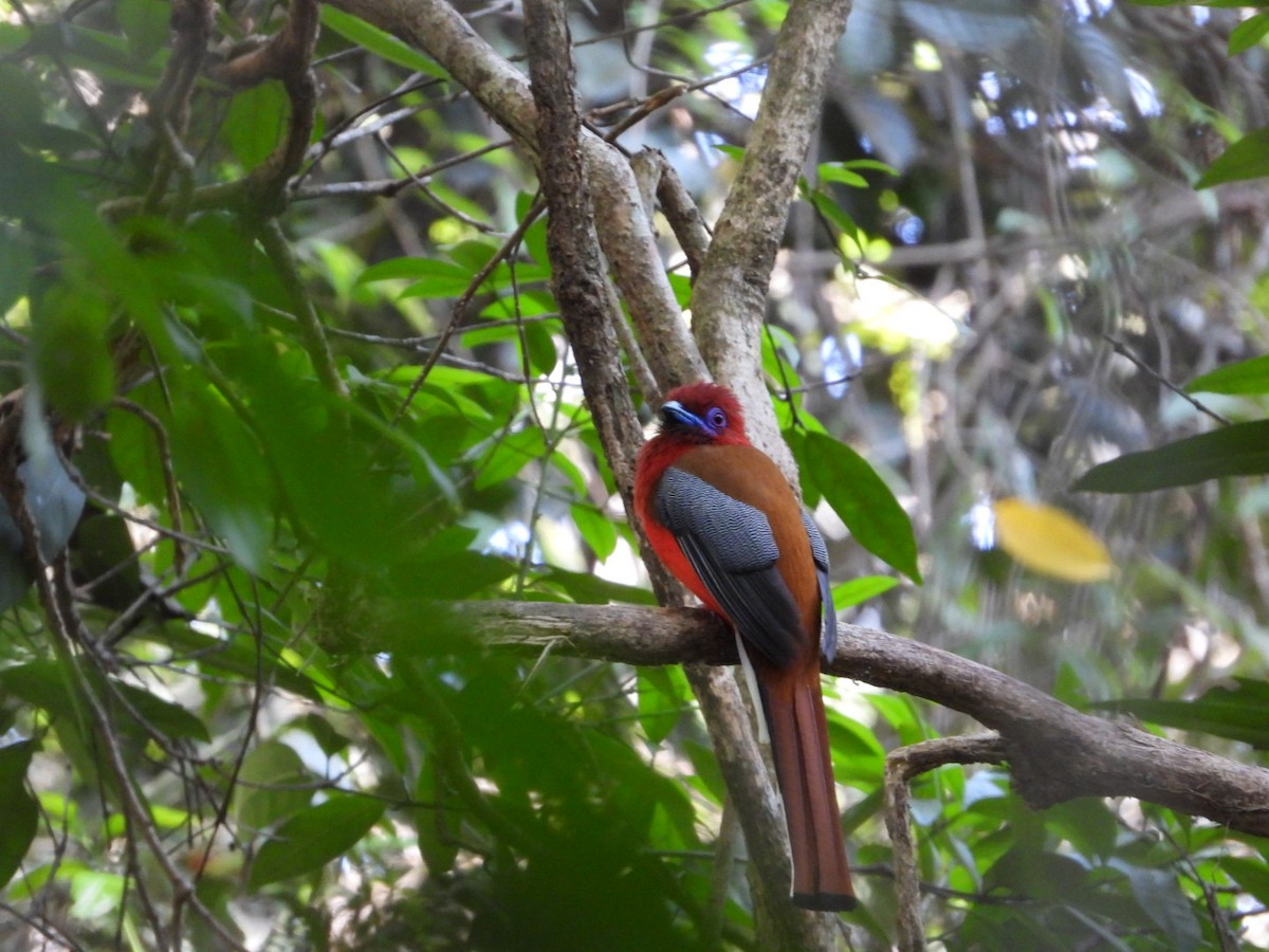 Red-headed Trogon - Sunisa Saisangchan