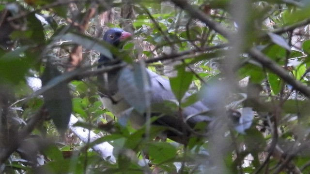 Coral-billed Ground-Cuckoo - ML614690108