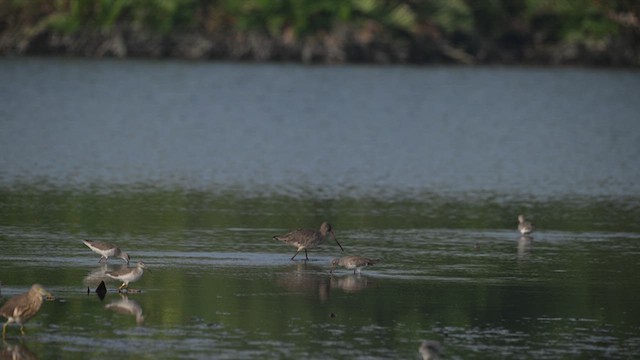 黑尾鷸 - ML614690111