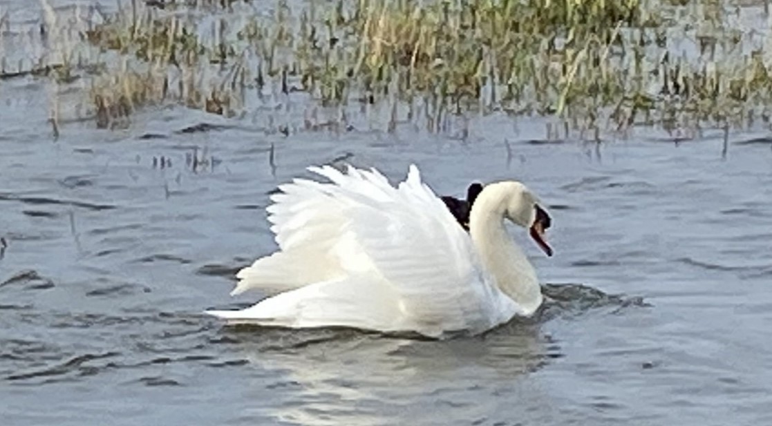 Mute Swan - Bob Hunter