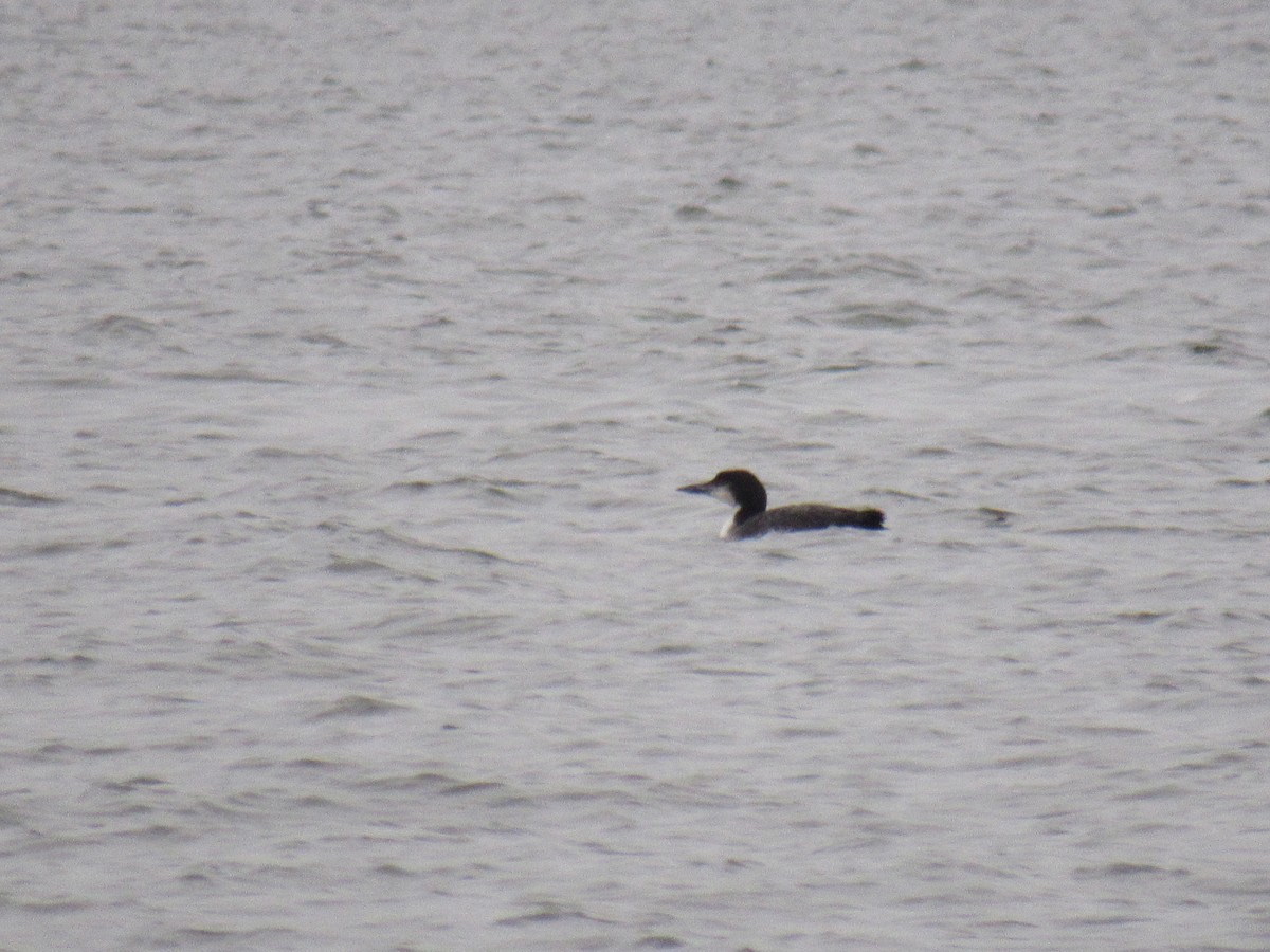 Common Loon - ML614690129