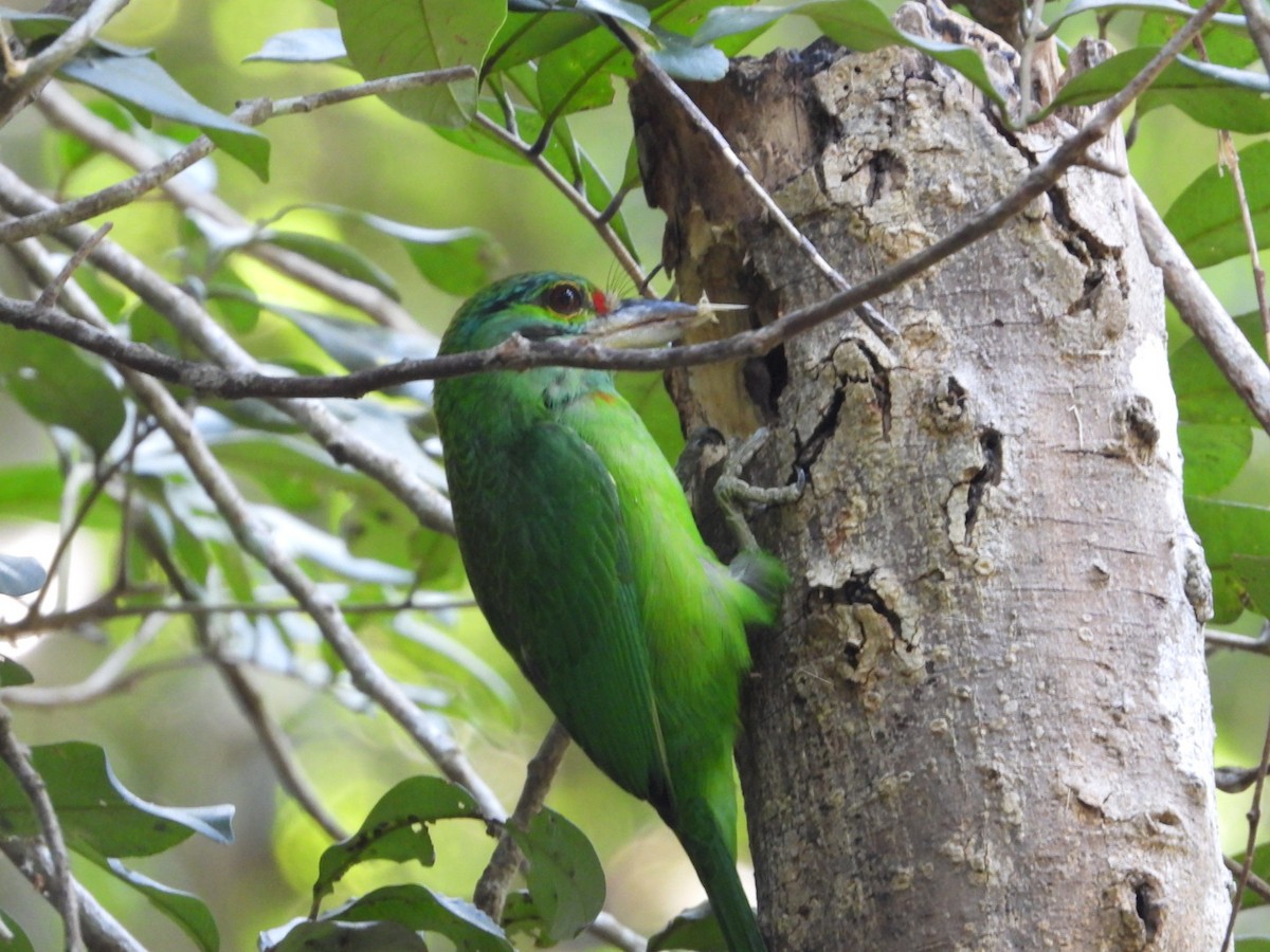 Moustached Barbet - Sunisa Saisangchan