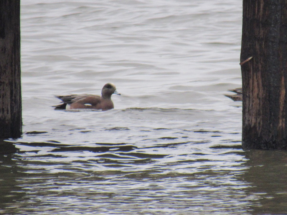 American Wigeon - ML614690139